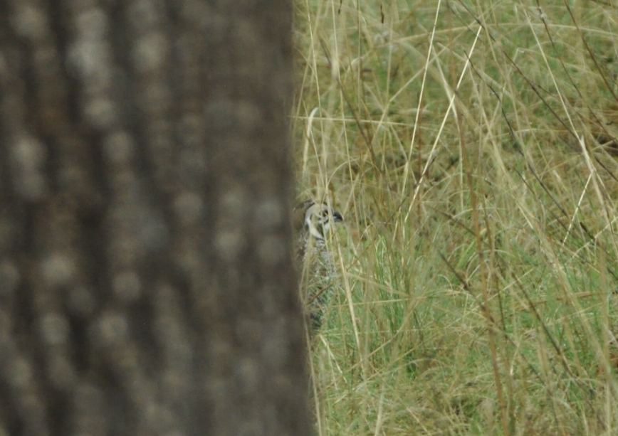 Montezuma Quail - ML111933151