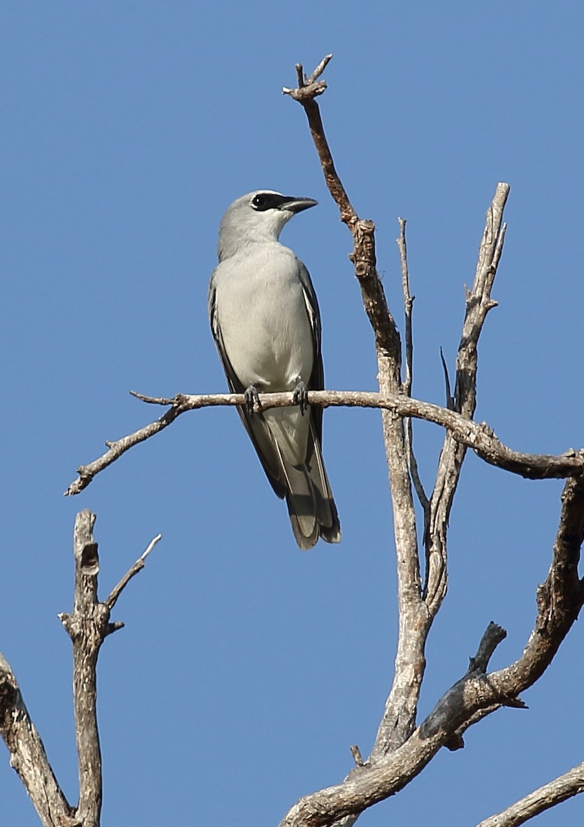 White-bellied Cuckooshrike - ML111934701