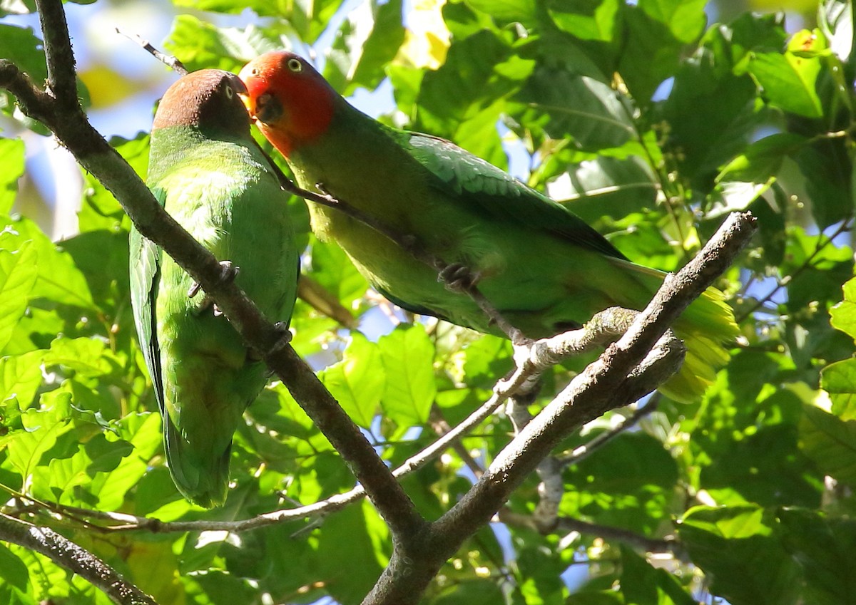 Red-cheeked Parrot - Michael Rutkowski