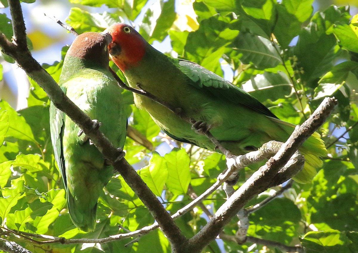 Red-cheeked Parrot - ML111936101