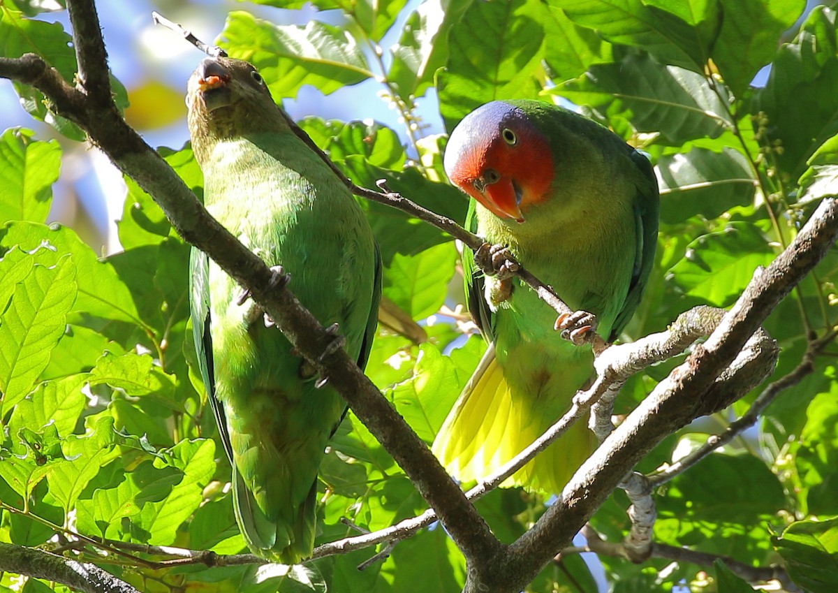 Red-cheeked Parrot - ML111936111