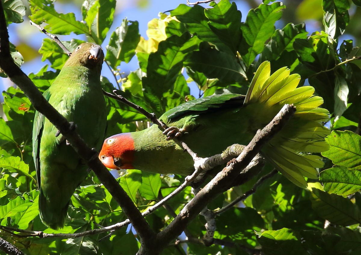 Red-cheeked Parrot - ML111936121