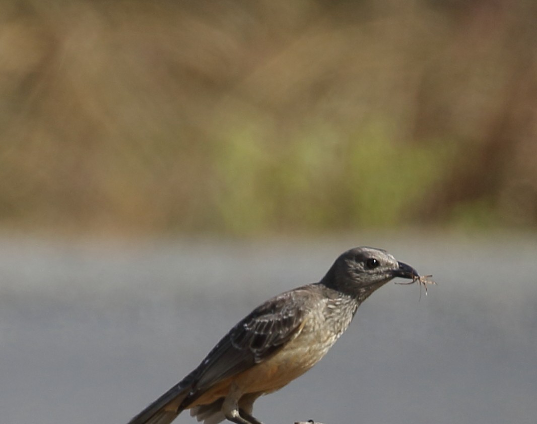 Fawn-breasted Bowerbird - ML111936231