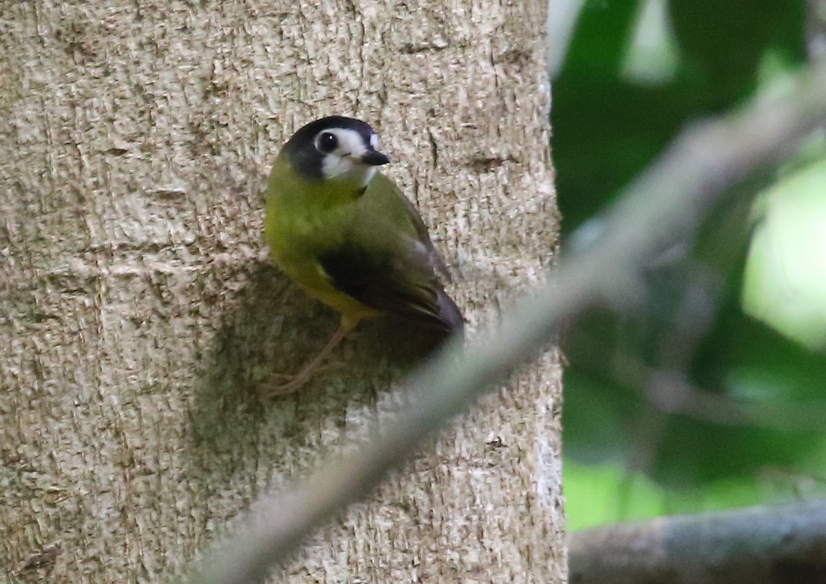 White-faced Robin - Michael Rutkowski