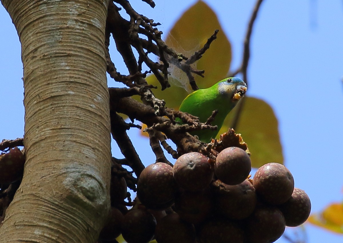 Double-eyed Fig-Parrot - ML111936261