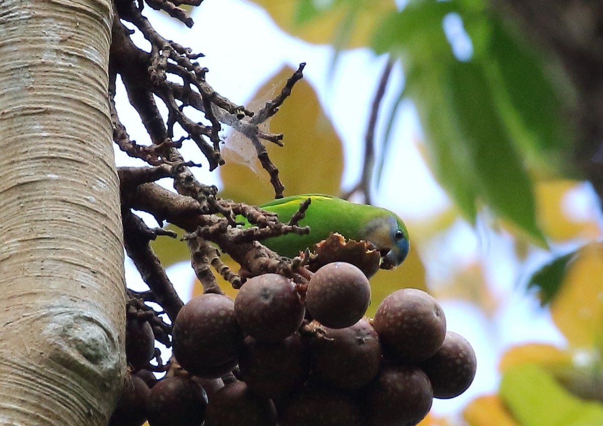 Double-eyed Fig-Parrot - ML111936271