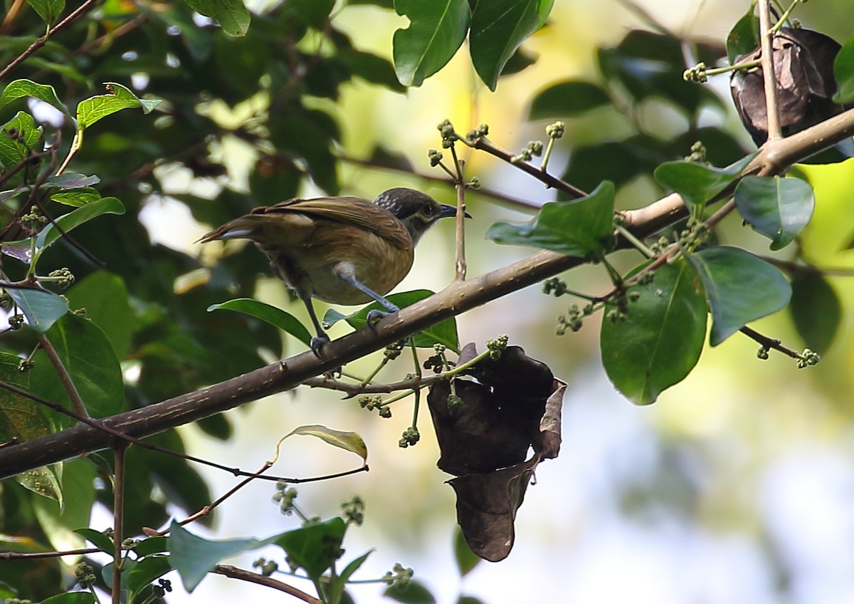 Tawny-breasted Honeyeater - ML111936291