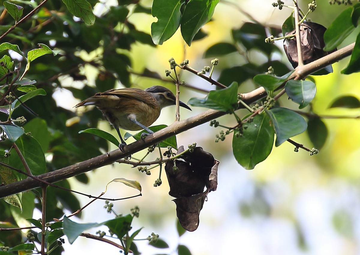 Tawny-breasted Honeyeater - ML111936301