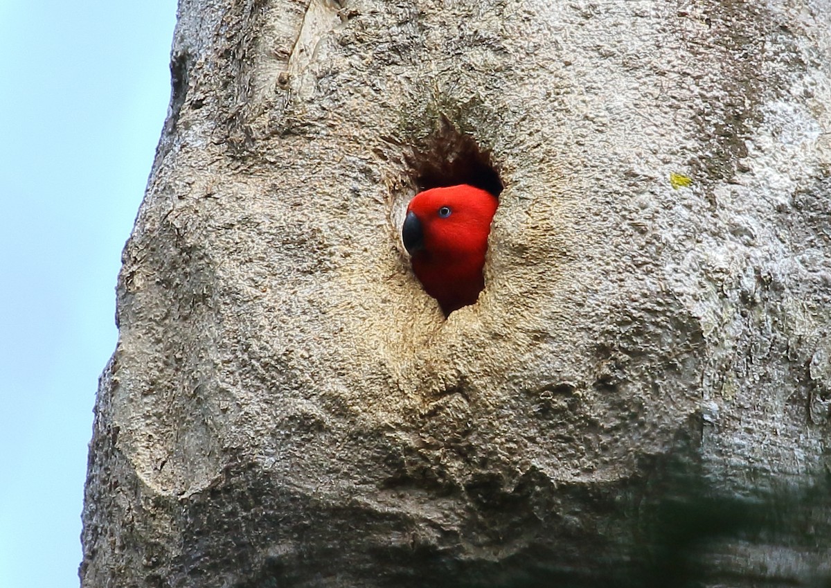 Papuan Eclectus - ML111936311