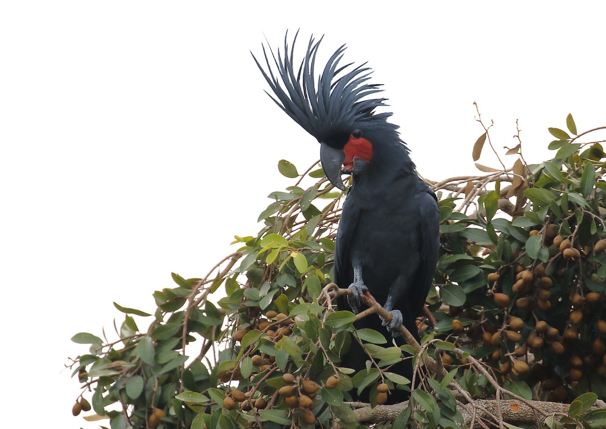 Cacatúa Enlutada - ML111936421