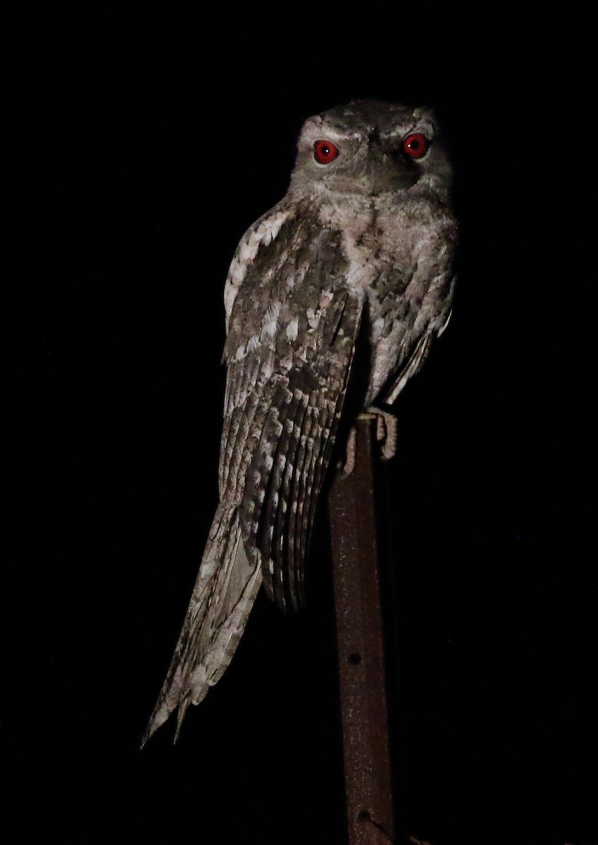 Papuan Frogmouth - ML111936451