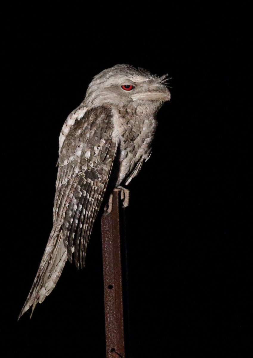 Papuan Frogmouth - ML111936461