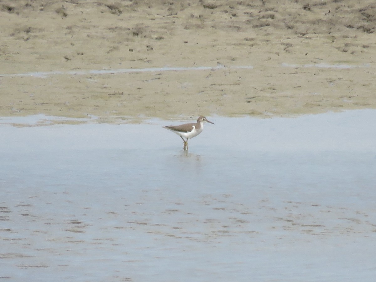 Spotted Sandpiper - ML111936551