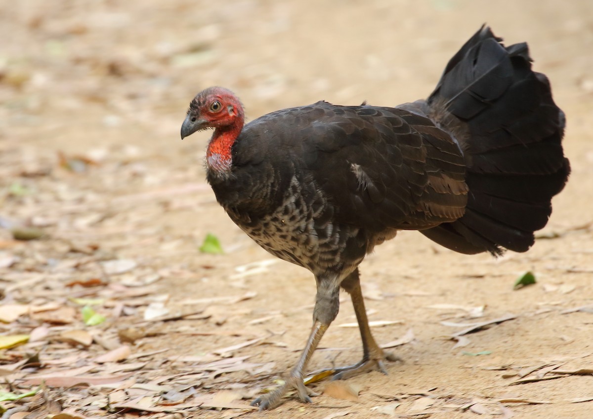 Australian Brushturkey - ML111936901