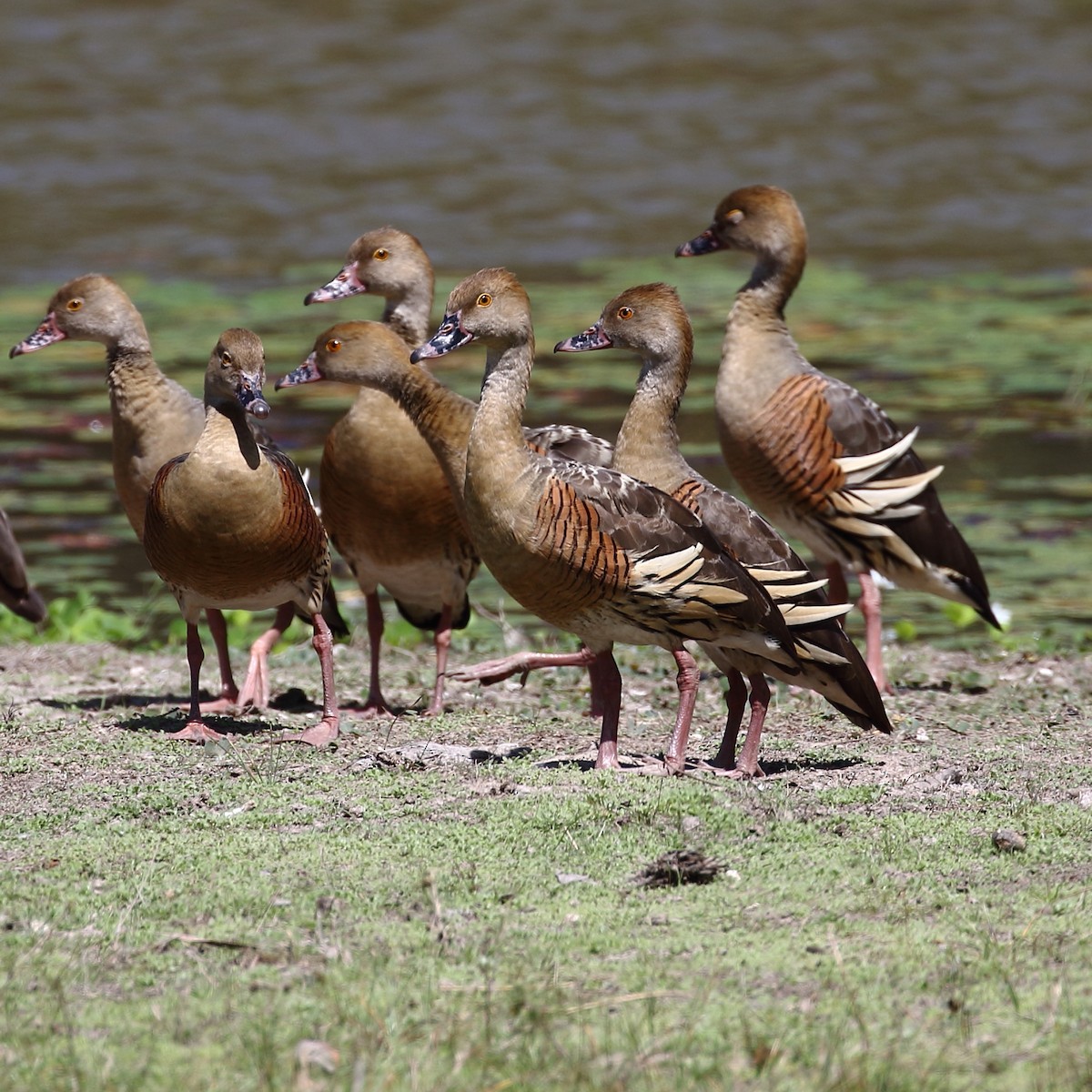 Plumed Whistling-Duck - ML111937471