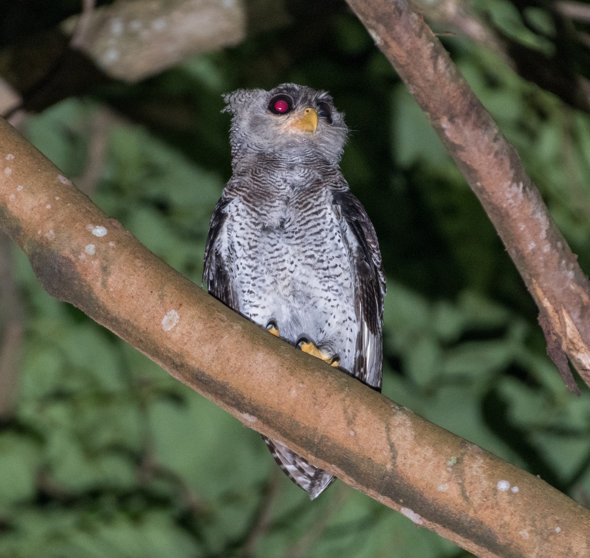 Barred Eagle-Owl - ML111939011