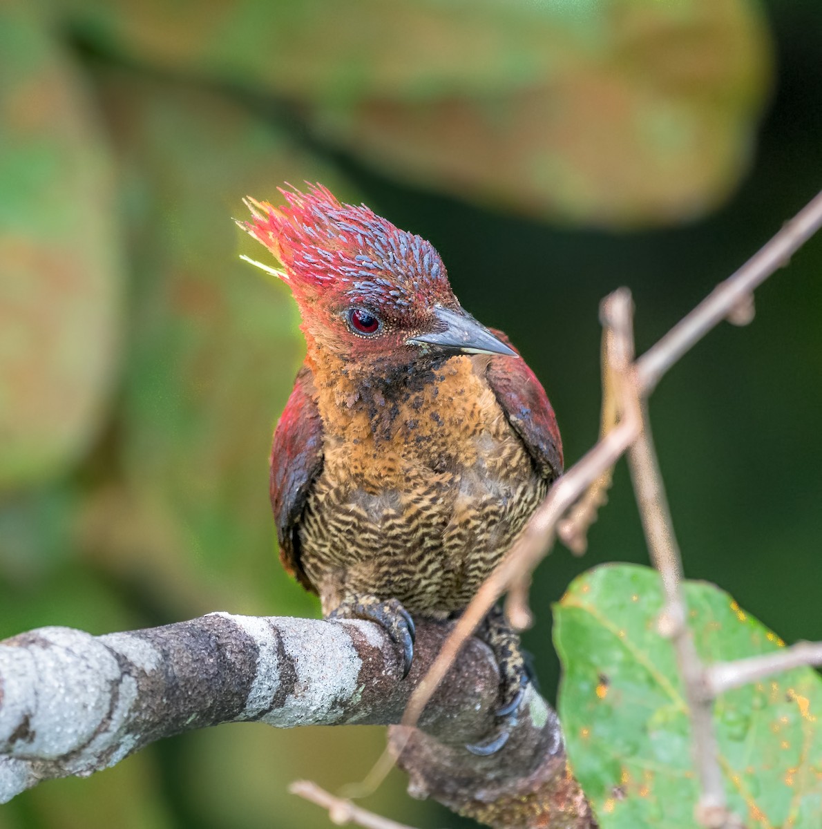 Banded Woodpecker - ML111939171