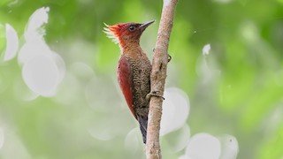 シマベニアオゲラ - eBird