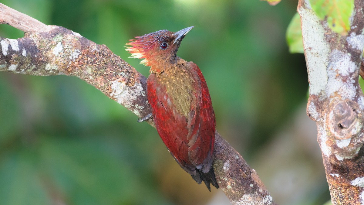 Banded Woodpecker - ML111939221