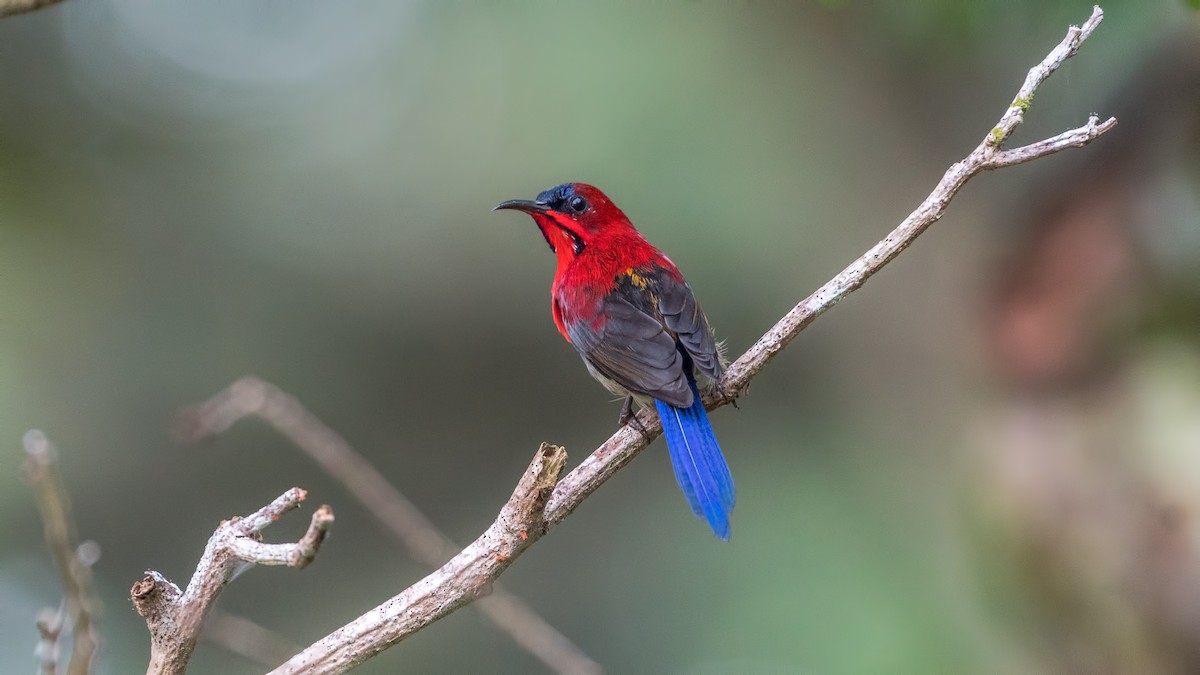 Crimson Sunbird - Hong Yao Lim