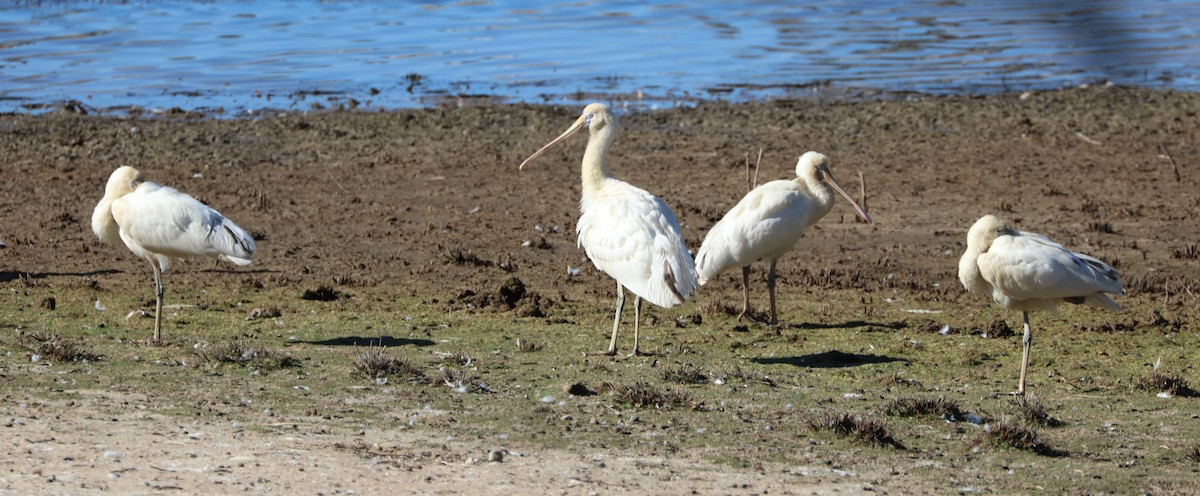 Yellow-billed Spoonbill - Cheryl McIntyre