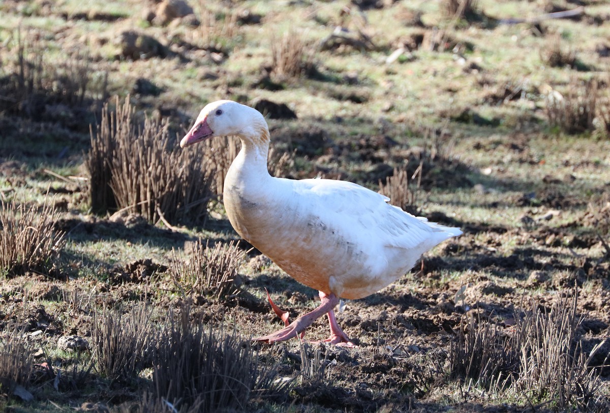 Domestic goose sp. (Domestic type) - Cheryl McIntyre