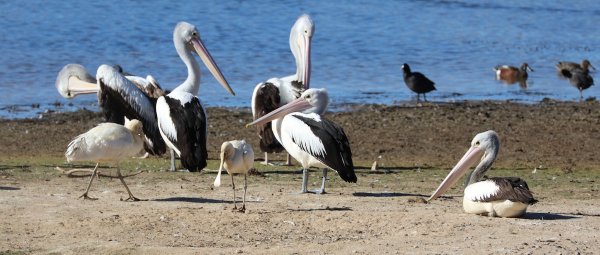 Australian Pelican - ML111941581