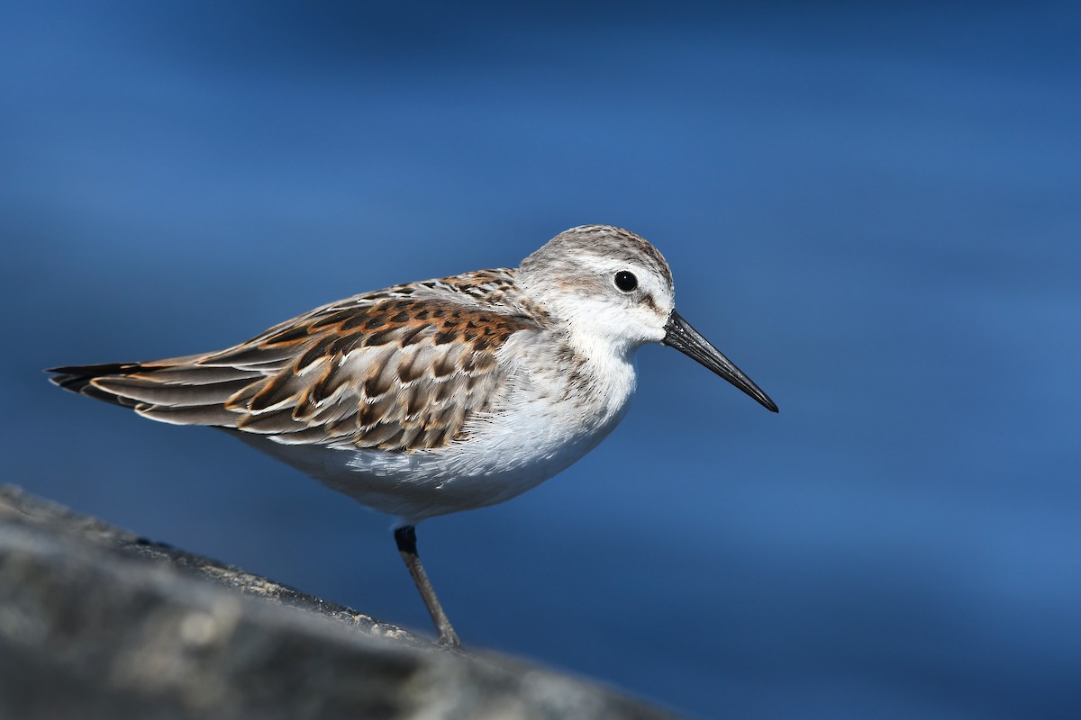 Bergstrandläufer - ML111942211