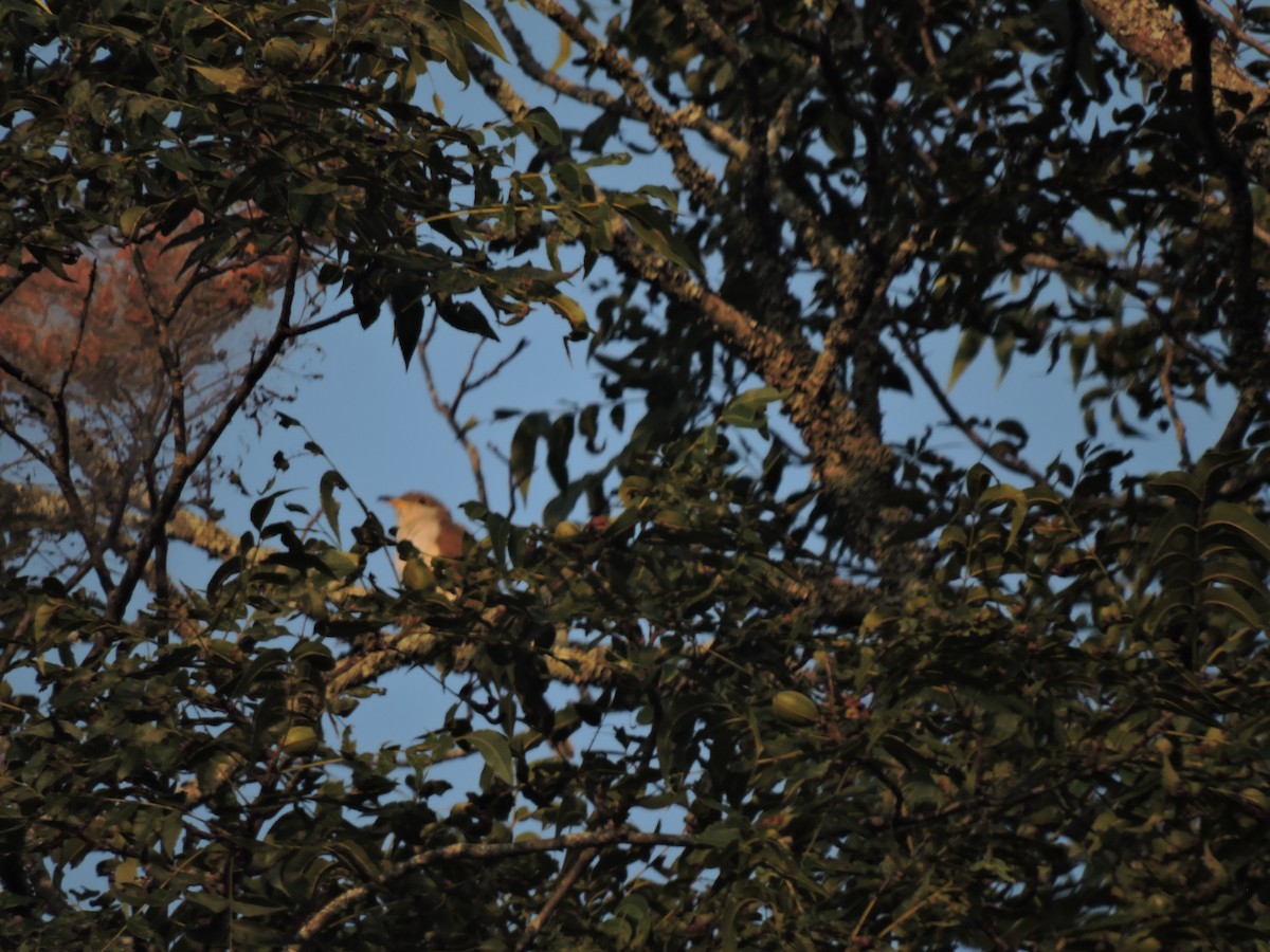 Yellow-billed Cuckoo - ML111945441