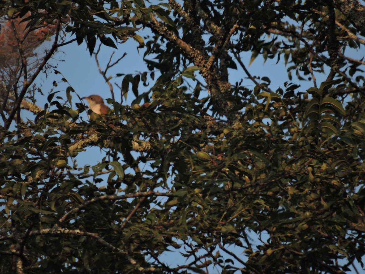 Yellow-billed Cuckoo - Matthew Campbell