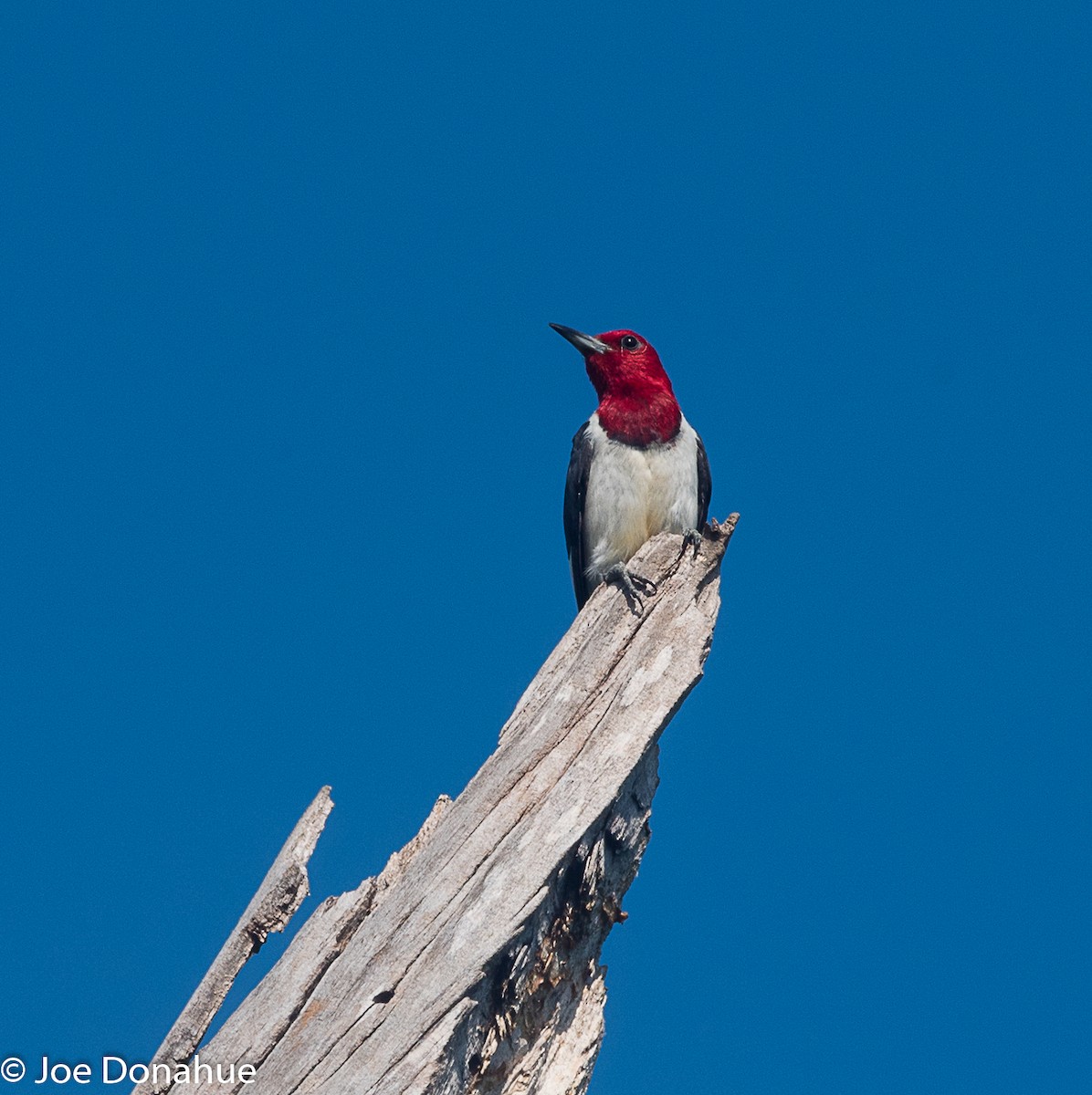 Red-headed Woodpecker - ML111945881