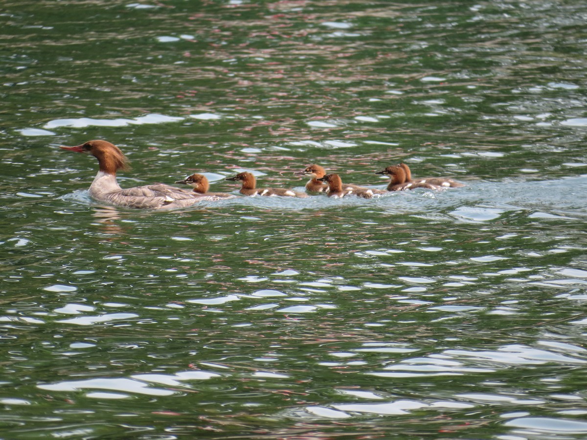 Common Merganser - ML111947471