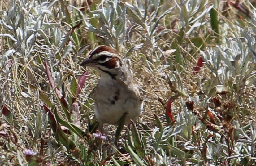 Lark Sparrow - ML111948711