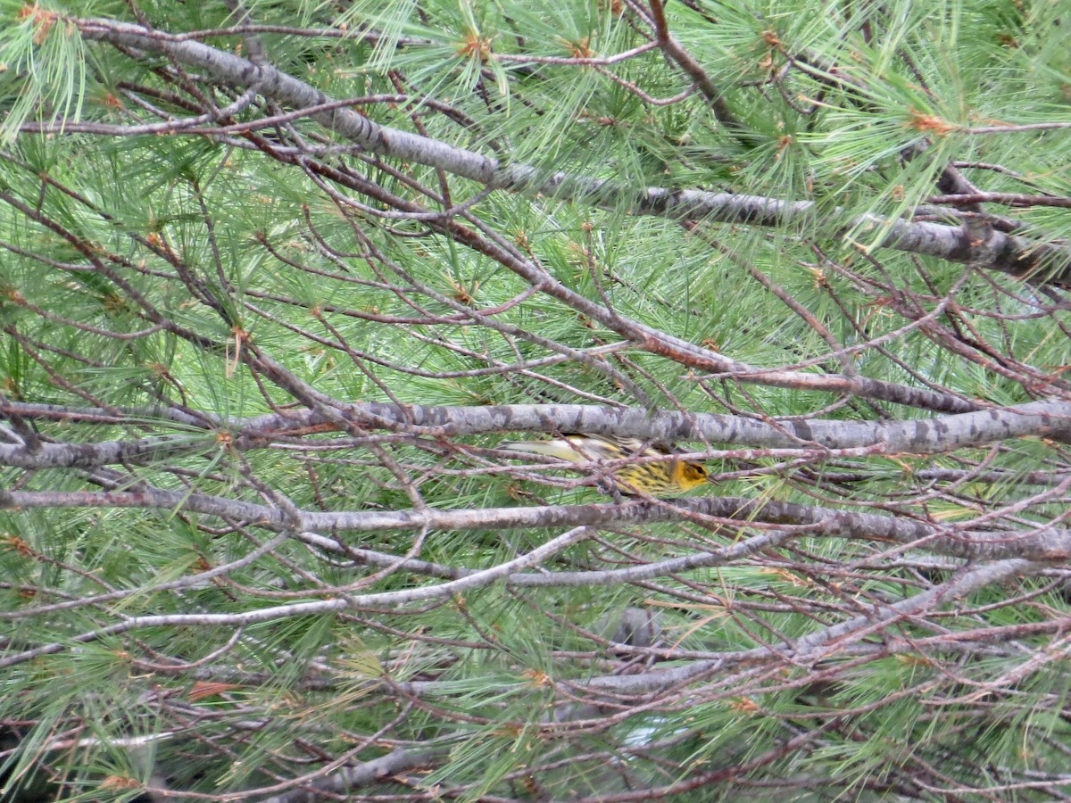 Cape May Warbler - ML111948741