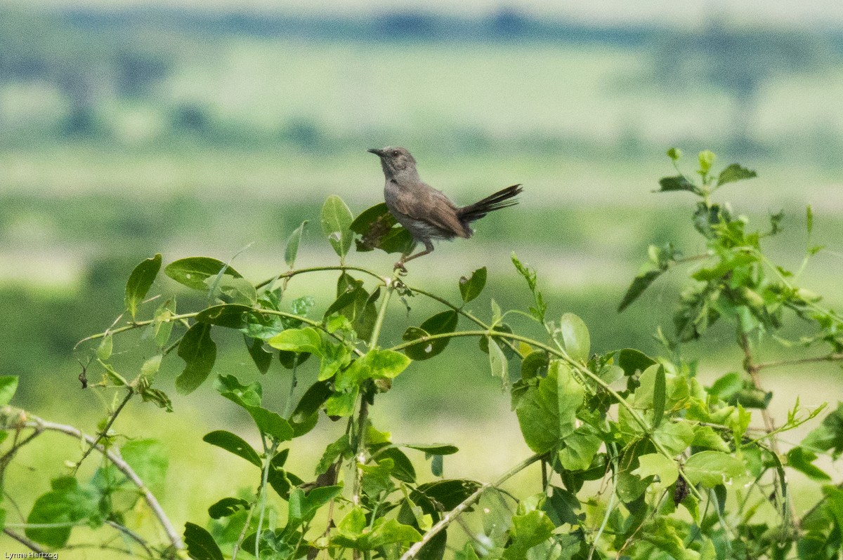 Gray Wren-Warbler - ML111950651