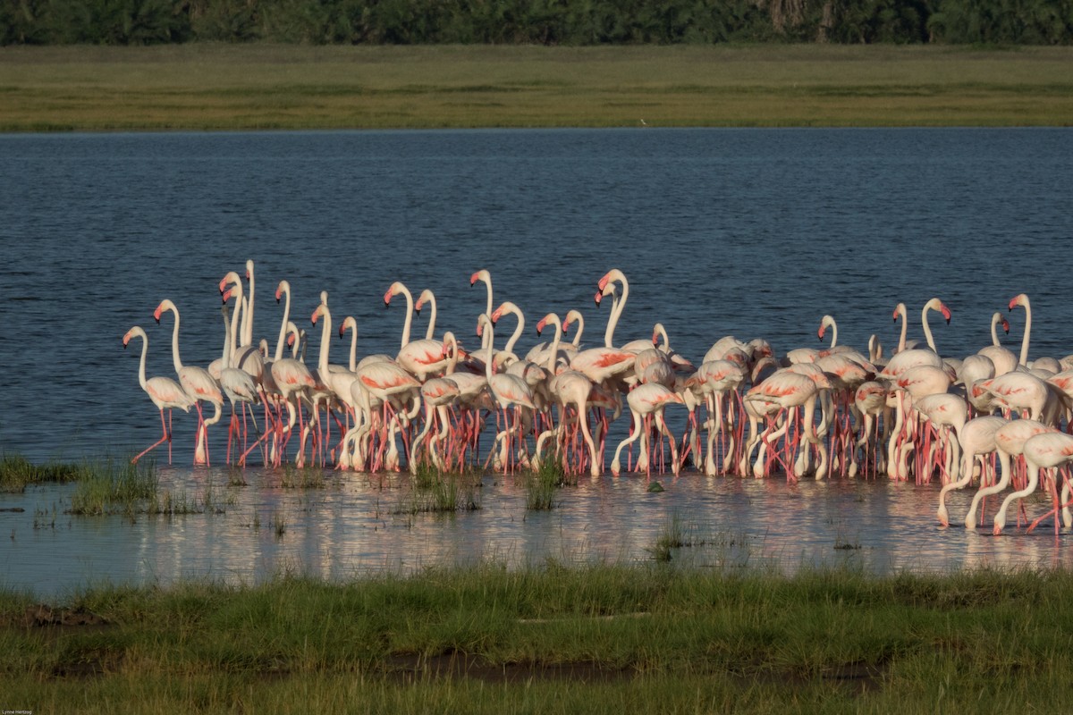 Lesser Flamingo - Lynne Hertzog
