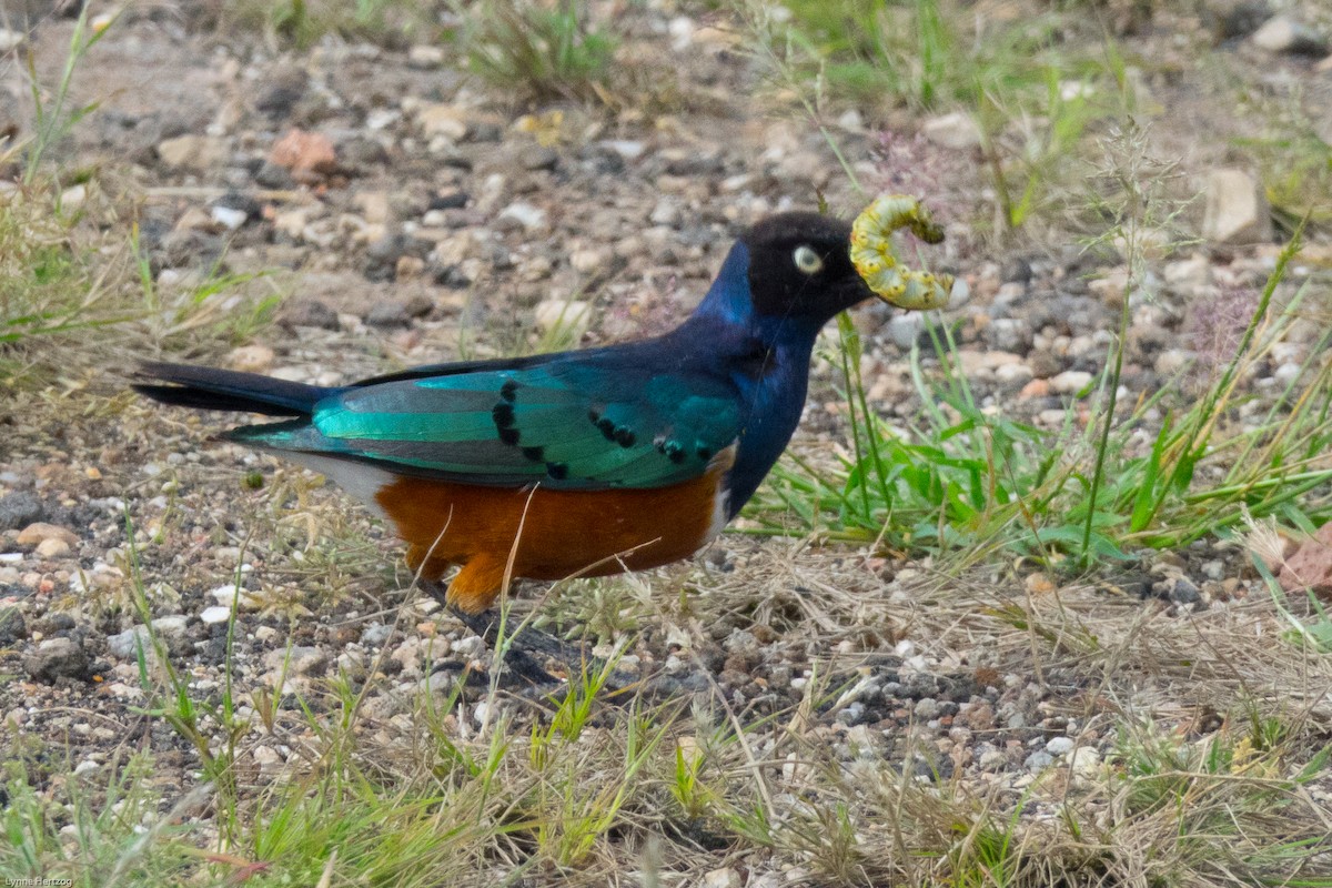 Superb Starling - ML111951181