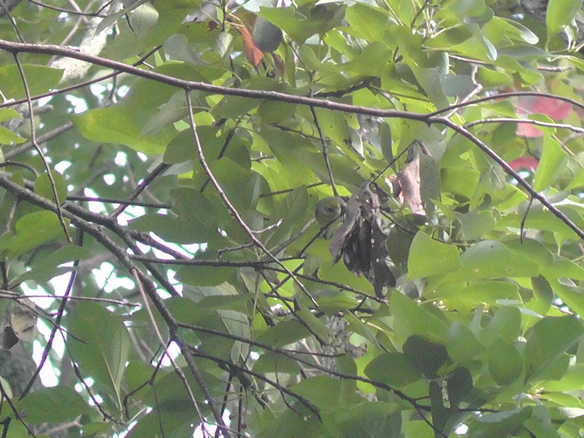 Golden-winged Warbler - ML111951431