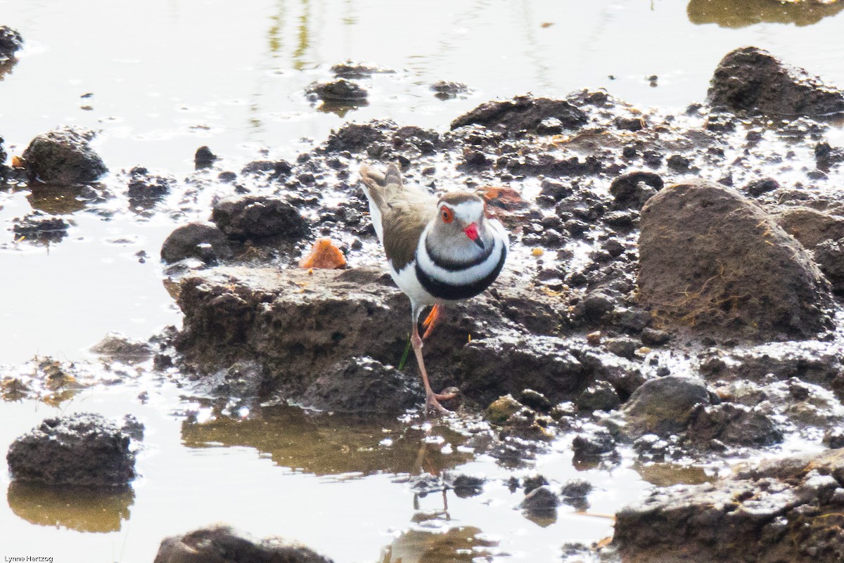 Three-banded Plover - ML111951511