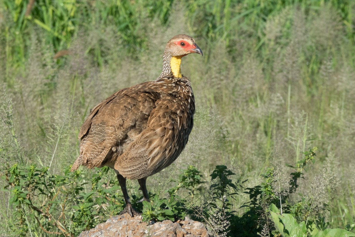 Yellow-necked Spurfowl - ML111951901