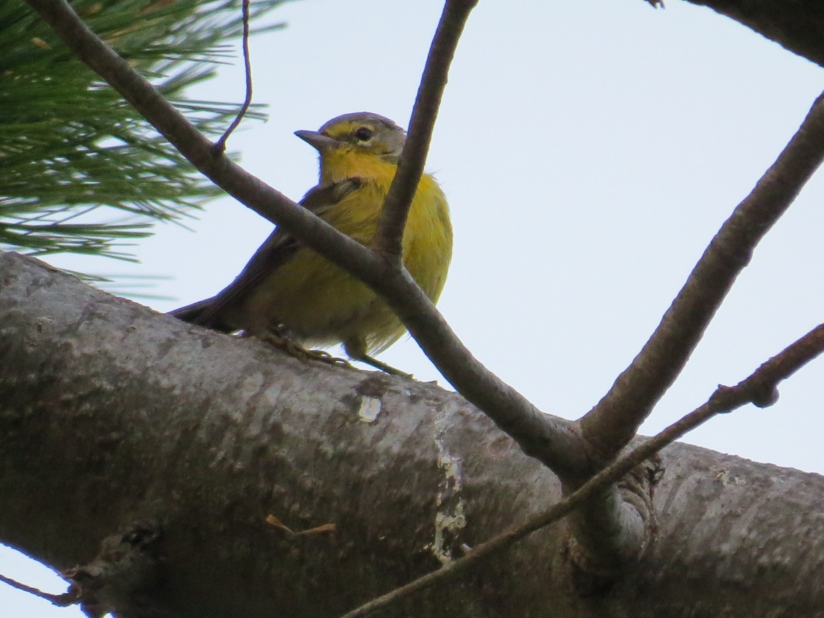 Pine Warbler - ML111952091