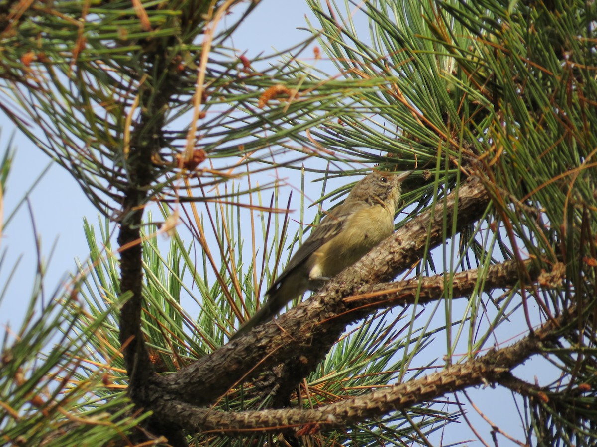 Pine Warbler - ML111952381