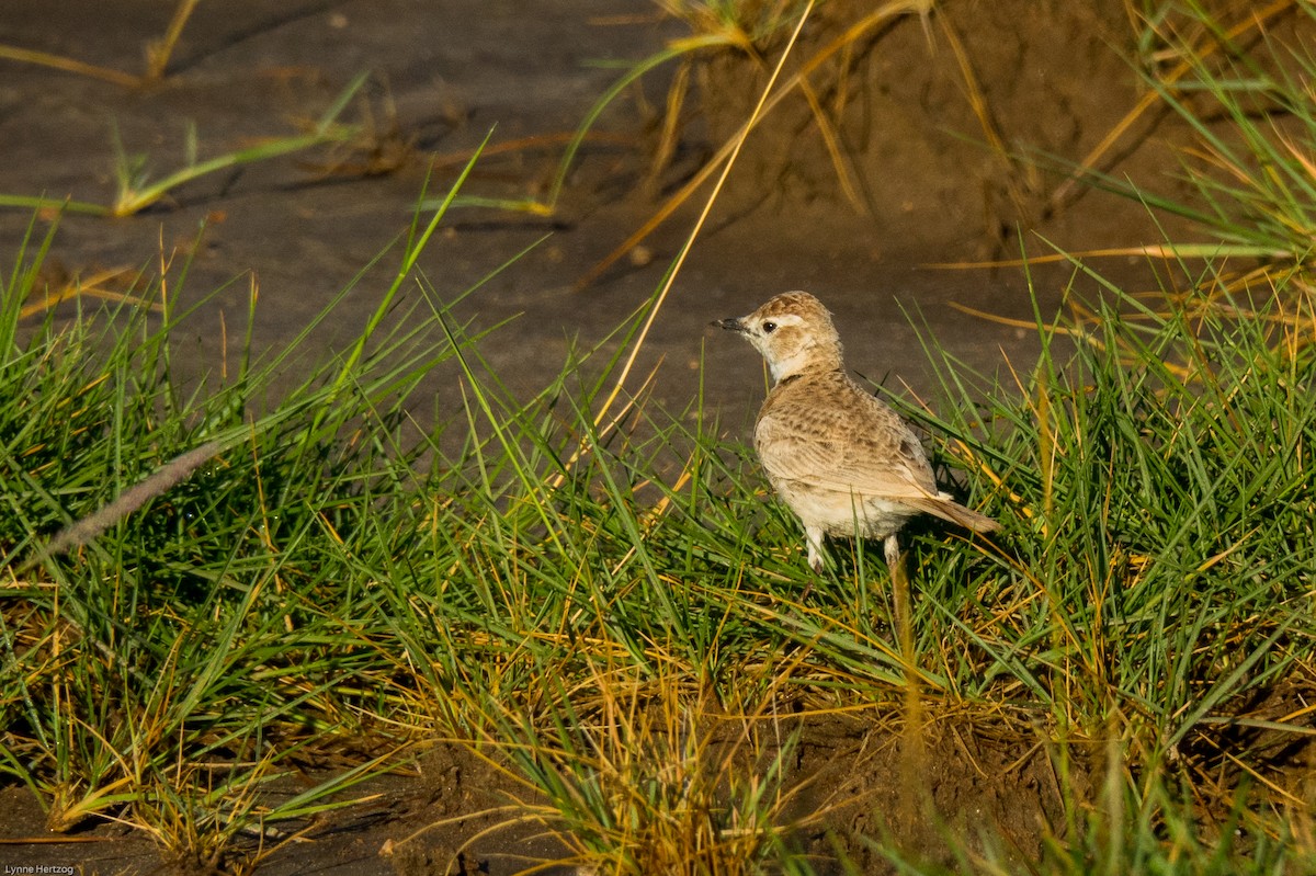 Red-capped Lark - ML111952781