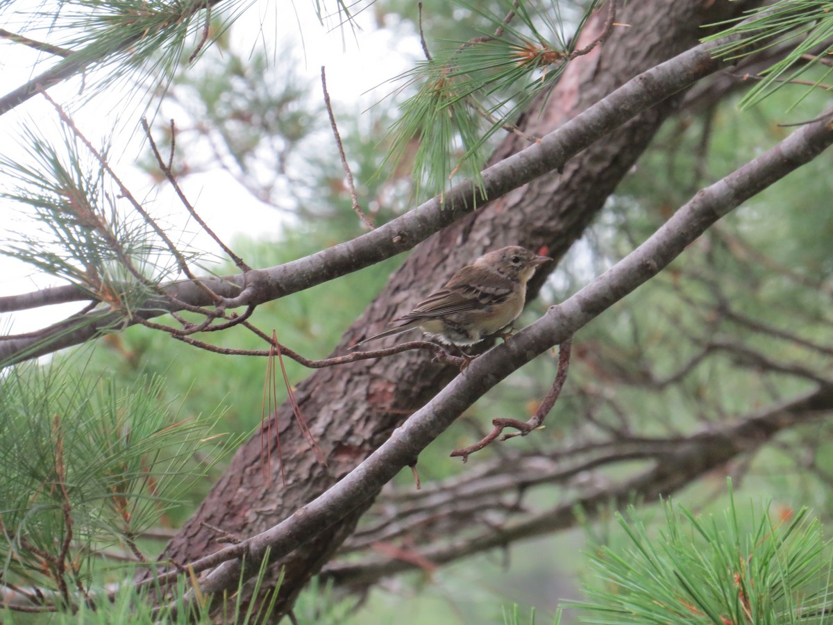 Pine Warbler - ML111953051