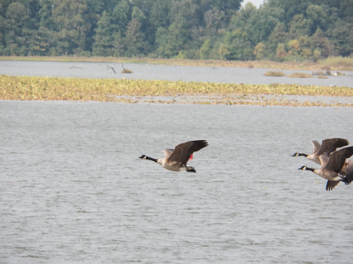 Canada Goose - ML111954041