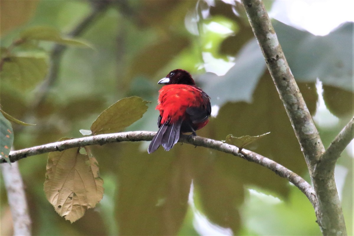 Crimson-backed Tanager - ML111955831