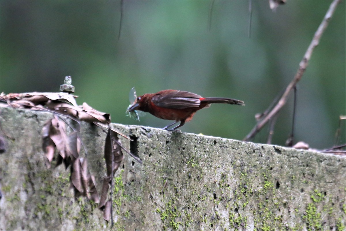 Crimson-backed Tanager - ML111955861