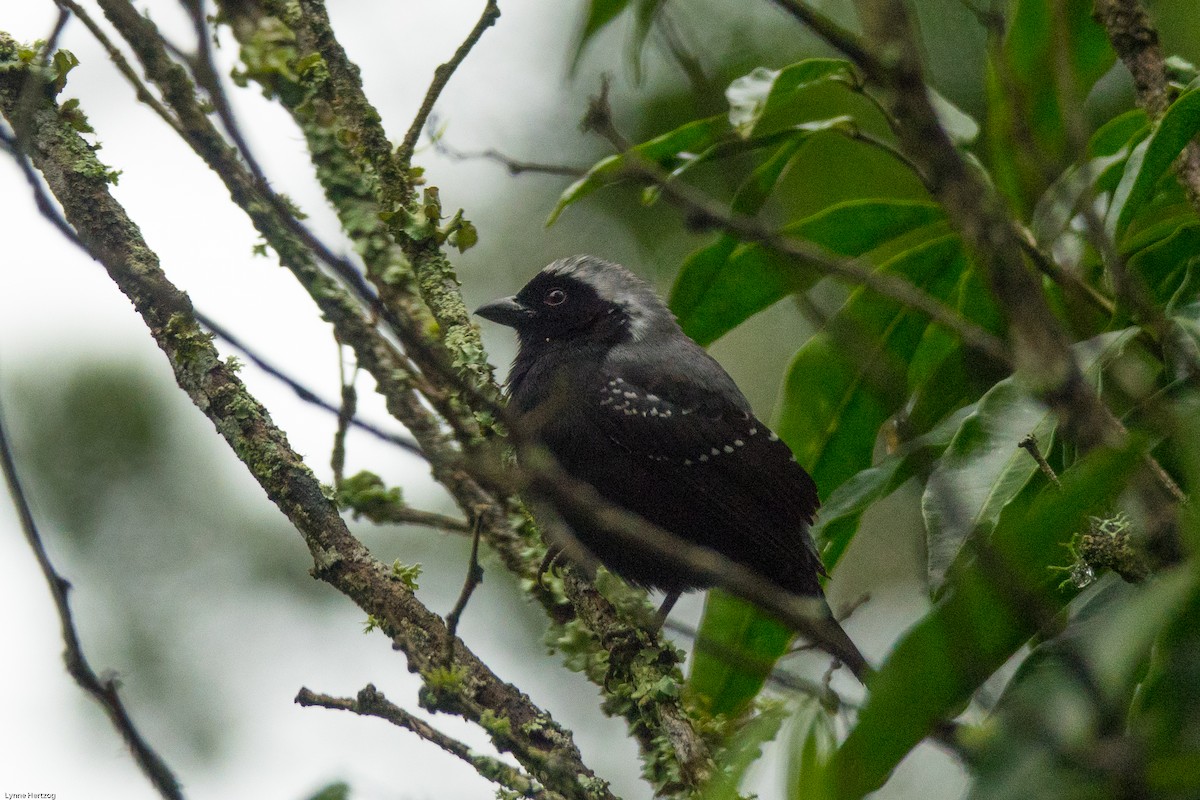 Gray-headed Nigrita - Lynne Hertzog