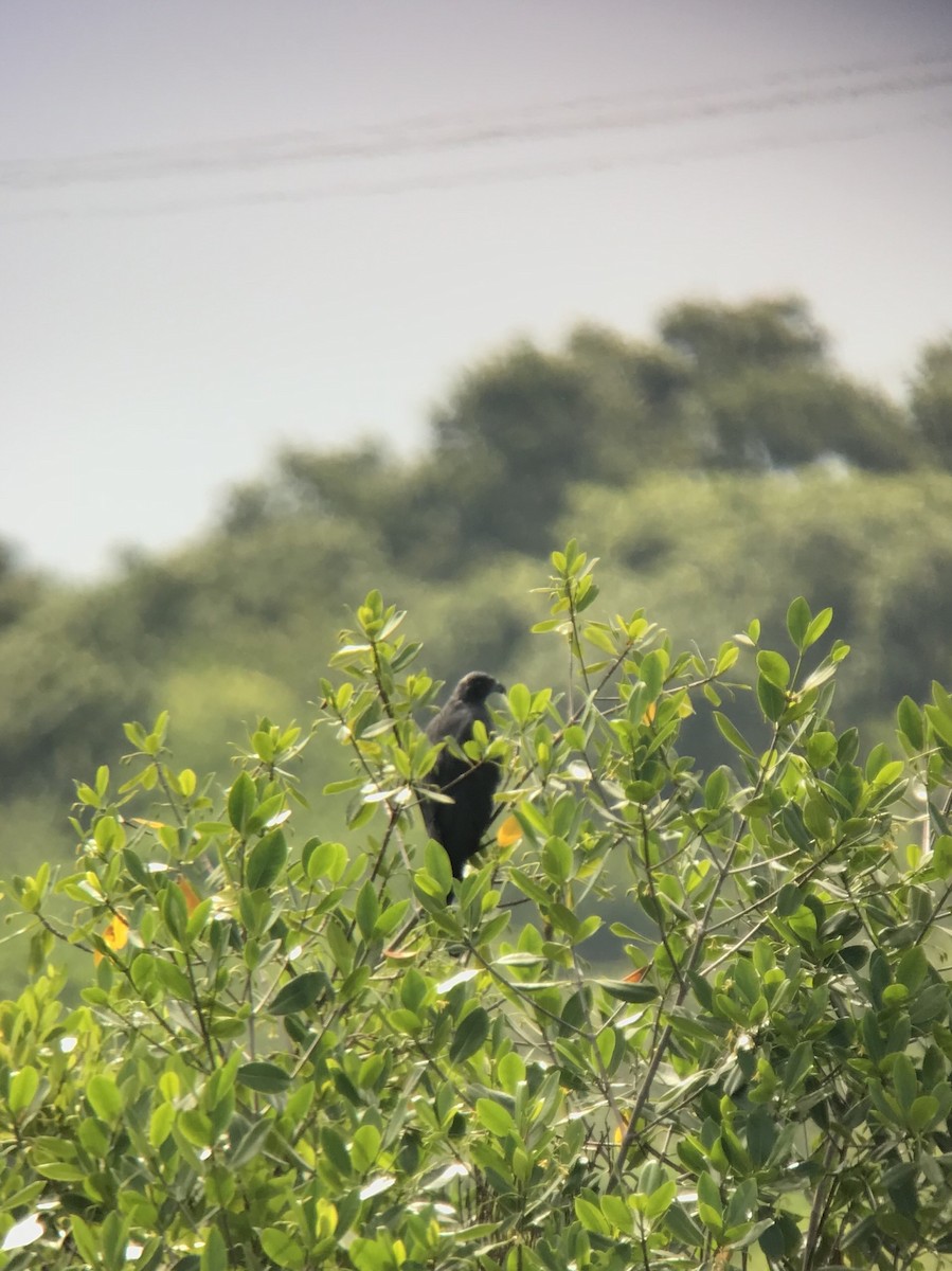 Crane Hawk - ML111957961