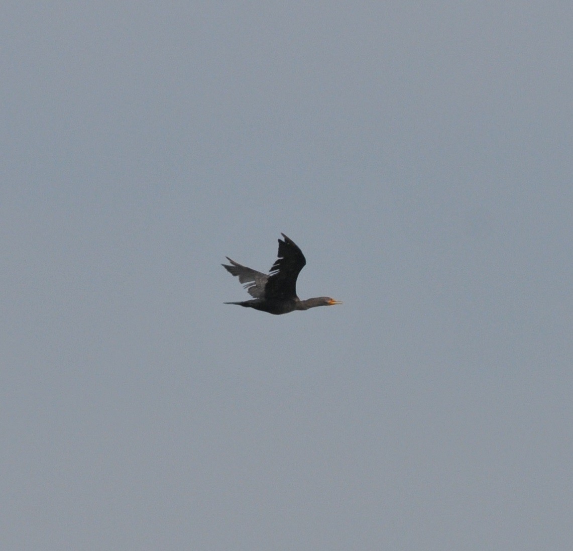 Double-crested Cormorant - ML111957991